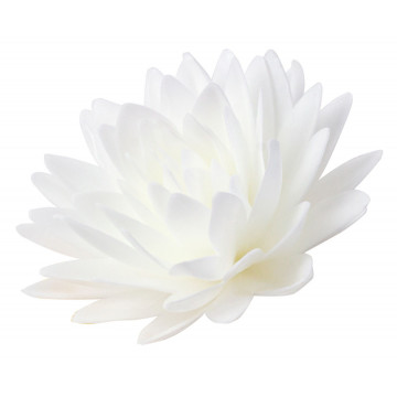 Aster Peoniowy, waflowy - Rose Decor - 3D, biały