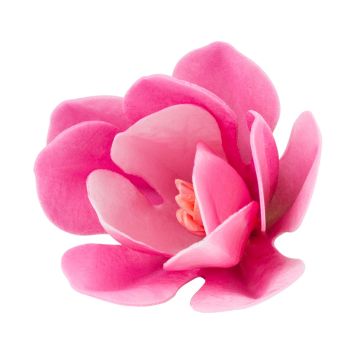 Dekoracja waflowa Magnolia - Rose Decor - 3D, różowa, 6 szt.