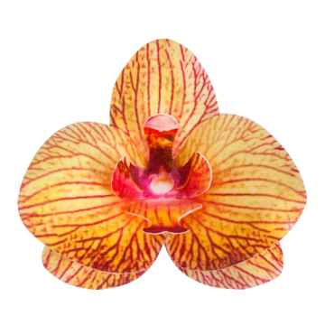 Waffle decoration Orchid - Rose Decor - 3D, tea, 10 pcs.