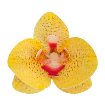 Waffle decoration Orchid - Rose Decor - 3D, yellow, 10 pcs.