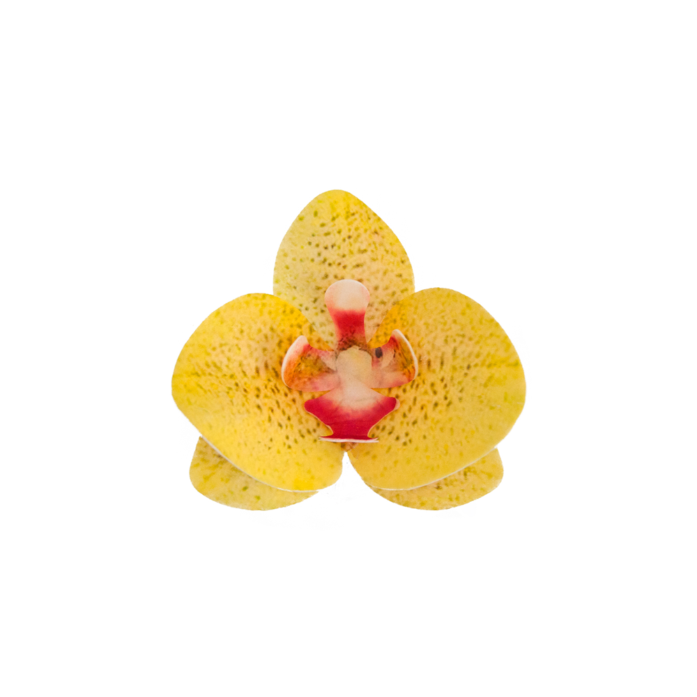 Dekoracja waflowa Storczyk - Rose Decor - 3D, żółty, 10 szt.