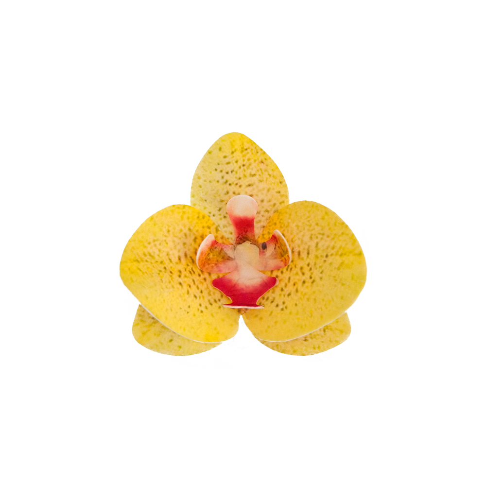 Waffle decoration Orchid - Rose Decor - 3D, yellow, 10 pcs.